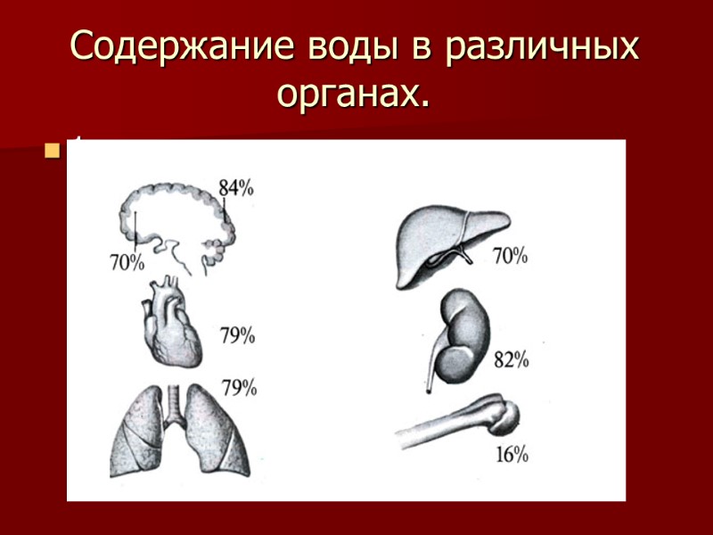 Содержание воды в различных органах. 1